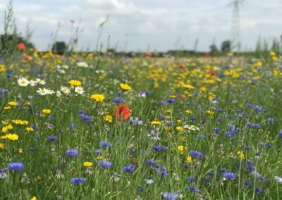 Bloemenveld Bunde