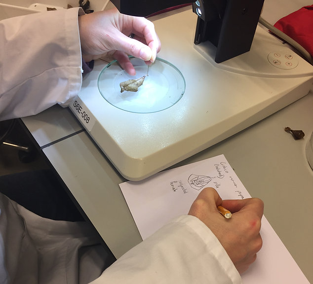 Meconium research
