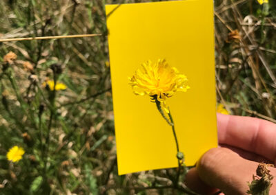 Yellow